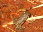 <i>Rana sylvatica</i> (Wood Frog)
