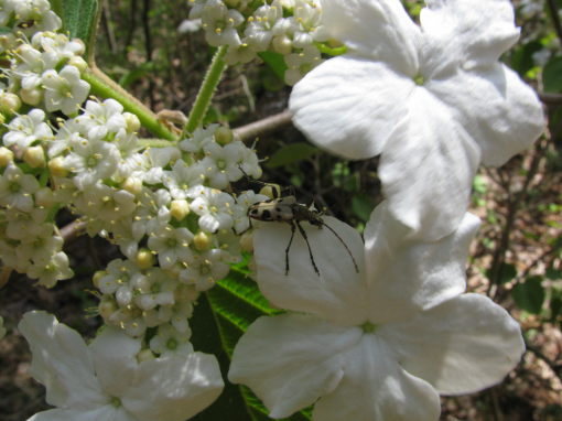 Hobblebush (Viburnum lantanoides) blossoms