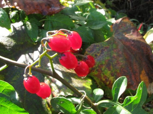Solanum dulcamara (Bittersweet) berries