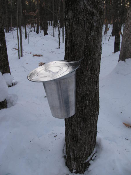 Syrup bucket with lid, hanging on the tap.