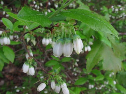 Northern highbush blueberry (Vaccinium corymbosum)