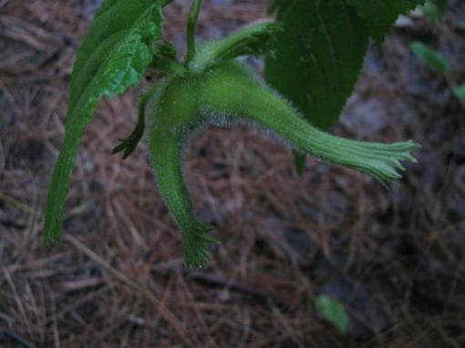 Beaked hazelnuts (Corylus cornuta)