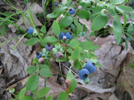 Lowbush blueberries (Vaccinium angustifolium)