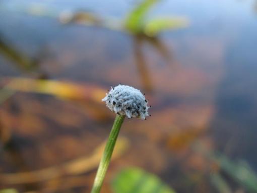 Pipewort (Eriocaulon aquaticum)