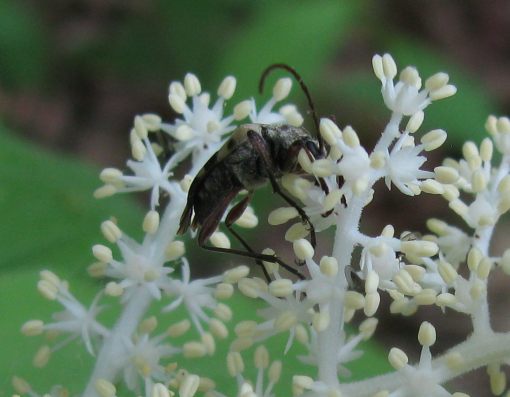 False Solomon's Seal (Maianthemum racemosa) with a visitor