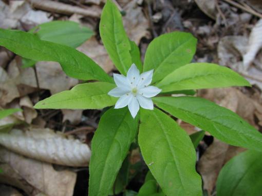 Star flower (Trientalis borealis)
