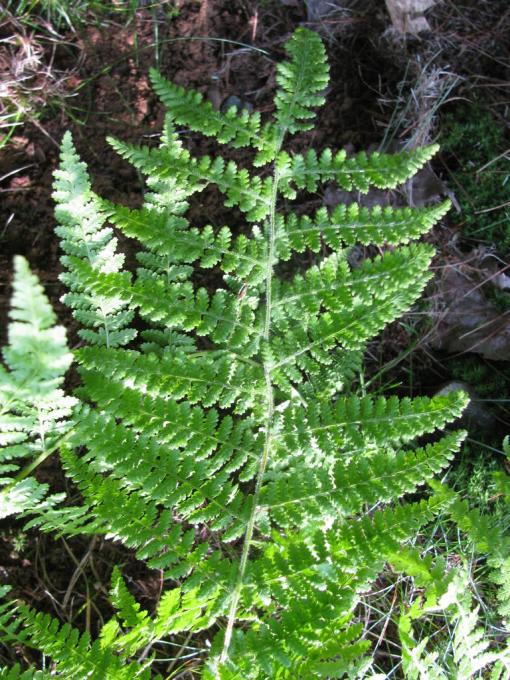 Lady fern (Athyrium filix-femina)
