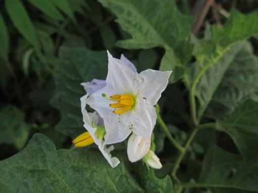 Carolina horsenettle (Solanum carolinense)